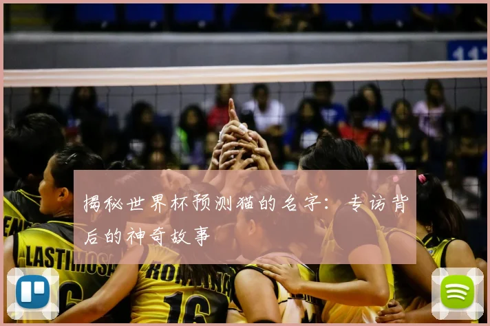 揭秘世界杯预测猫的名字：专访背后的神奇故事